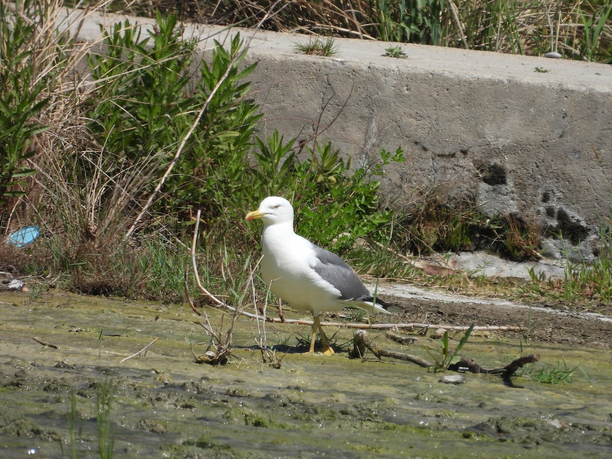 Yellow-legged Gull - ML619338659