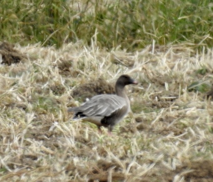 Pink-footed Goose - ML619338680