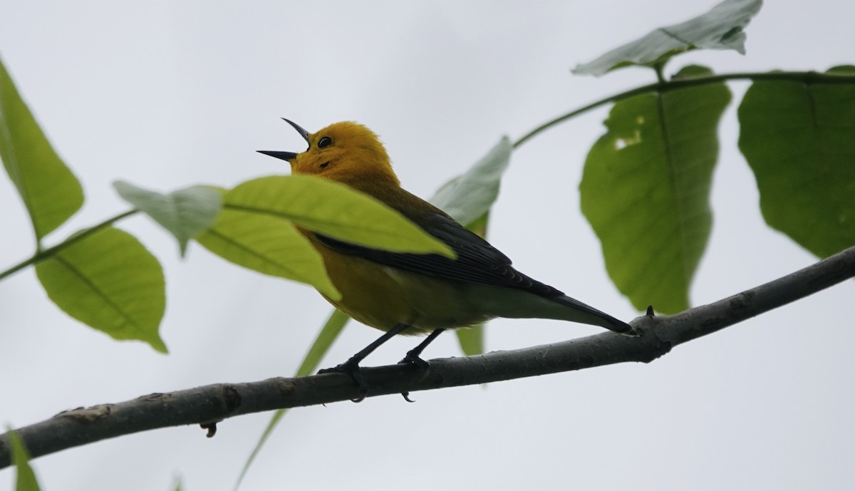 Prothonotary Warbler - ML619338702