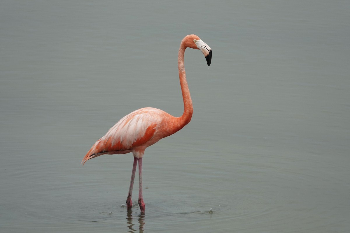 American Flamingo - ML619338713
