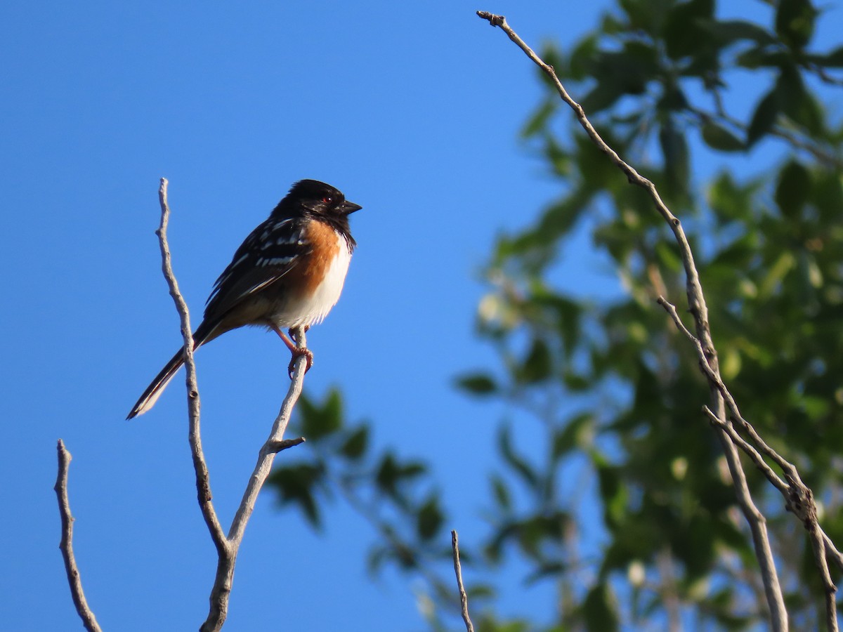Spotted Towhee - ML619338724