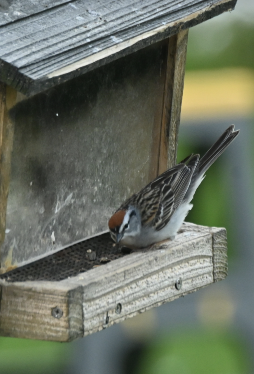 Chipping Sparrow - ML619338725