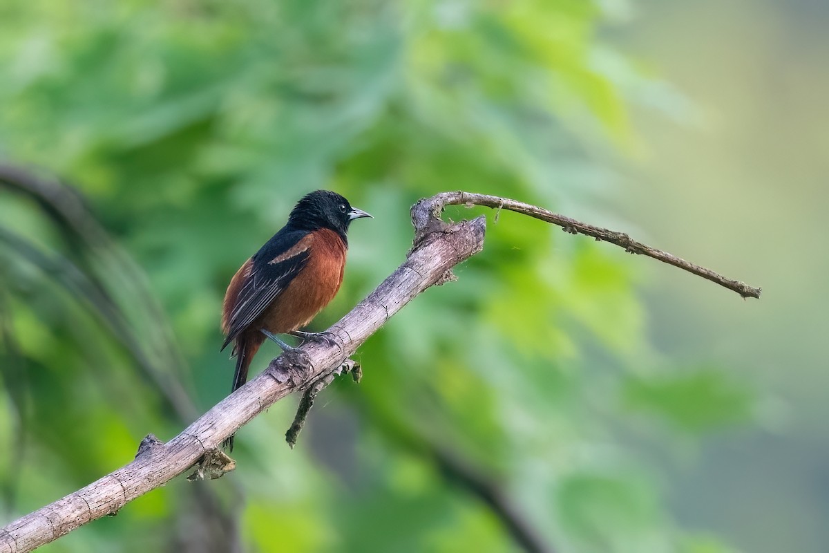 Orchard Oriole - ML619338734