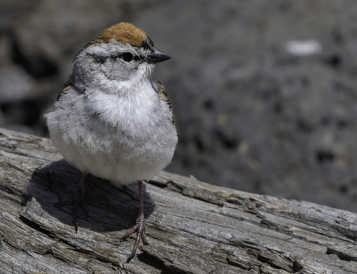 Chipping Sparrow - ML619338741