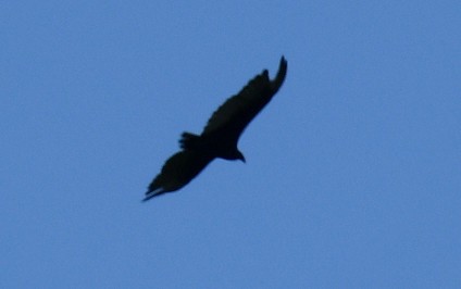 Turkey Vulture (Northern) - ML619338748