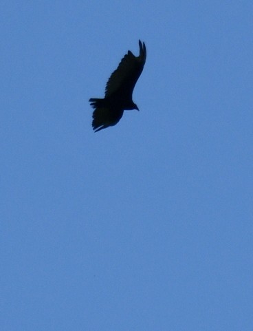Turkey Vulture (Northern) - ML619338749