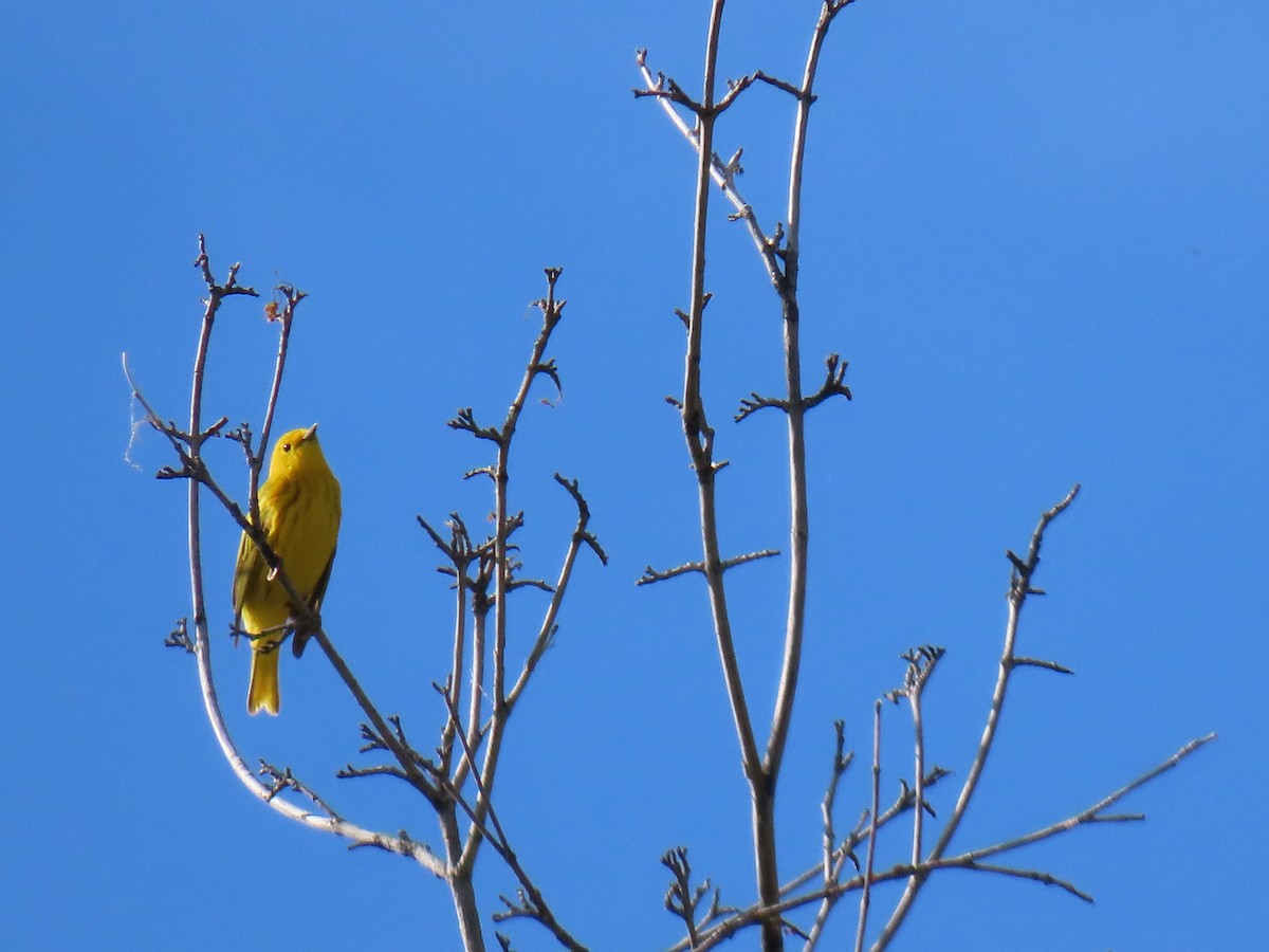 Yellow Warbler - ML619338785