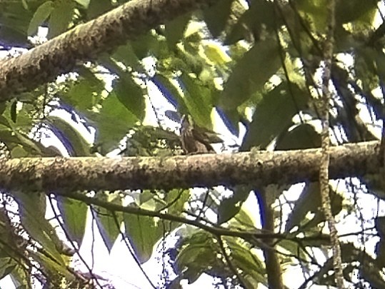 Gray-capped Pygmy Woodpecker - ML619338786