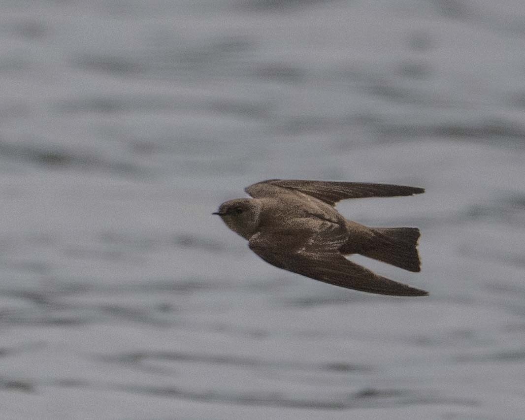Northern Rough-winged Swallow - ML619338810