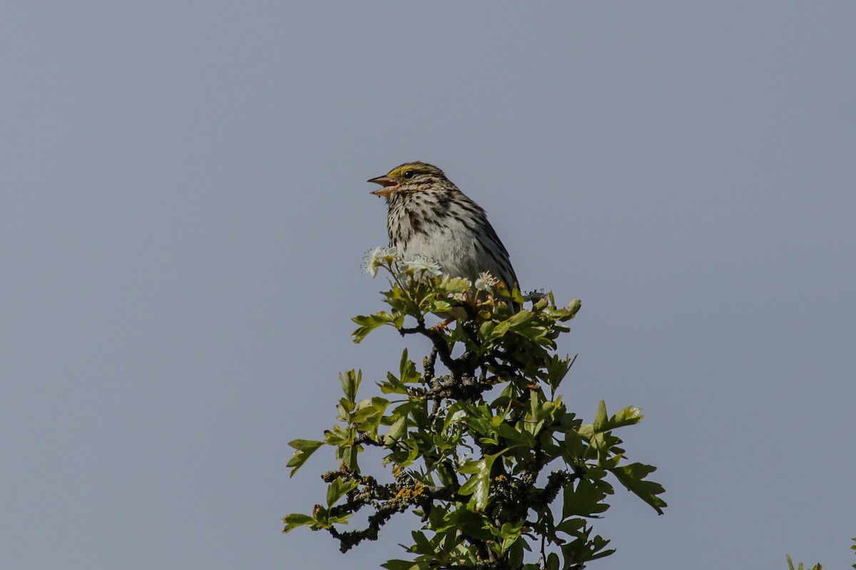 Savannah Sparrow - ML619338817