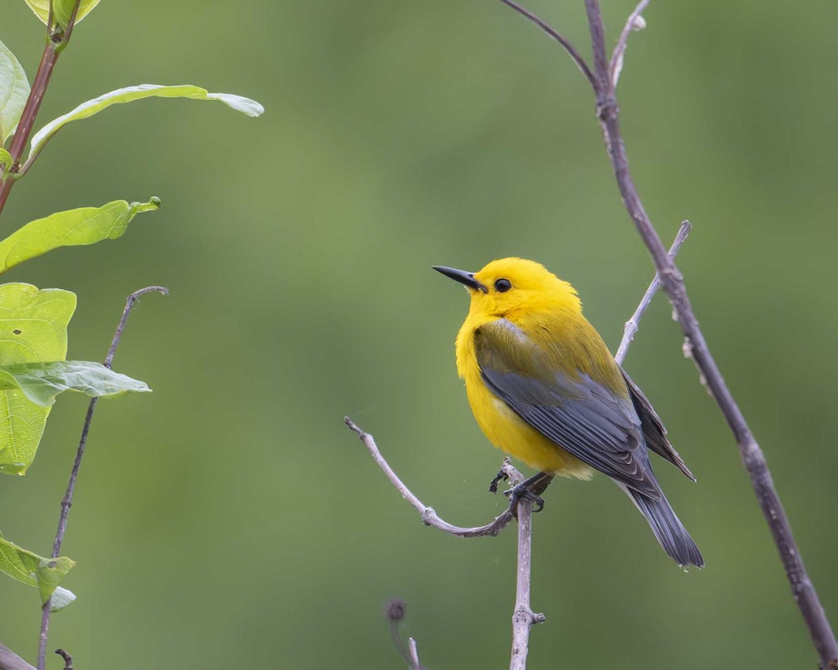 Prothonotary Warbler - ML619338823