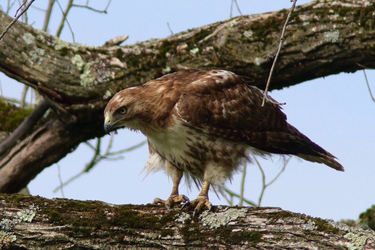 Red-tailed Hawk - ML619338872