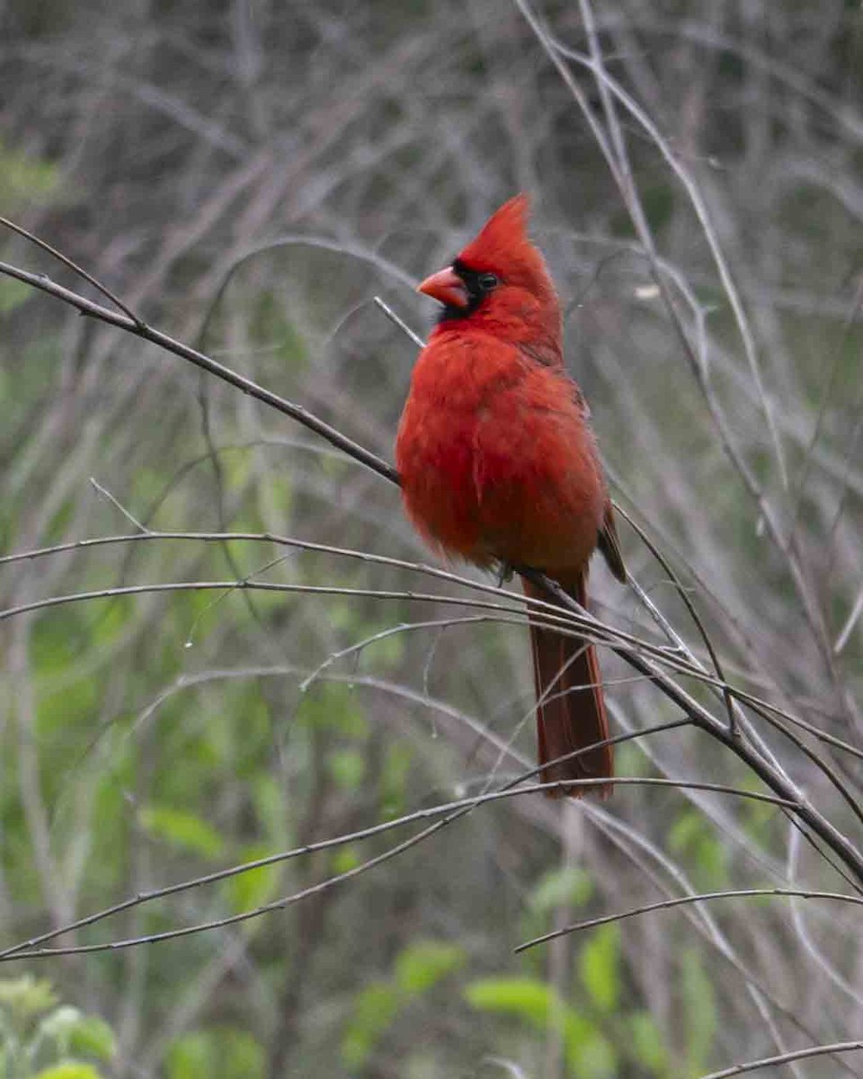 Cardinal rouge - ML619338873