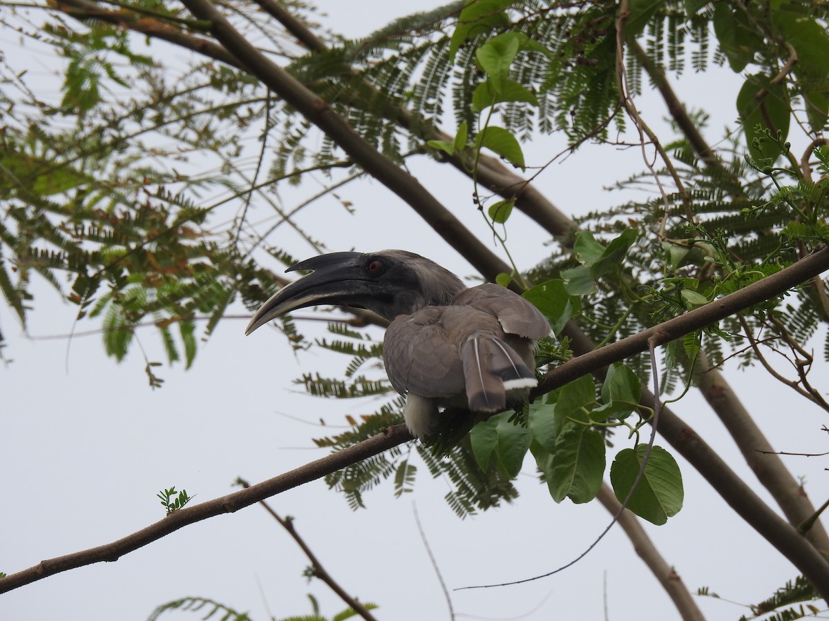 Indian Gray Hornbill - ML619338895