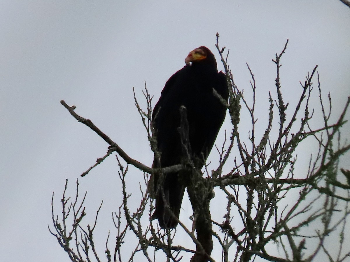 Greater Yellow-headed Vulture - ML619338914