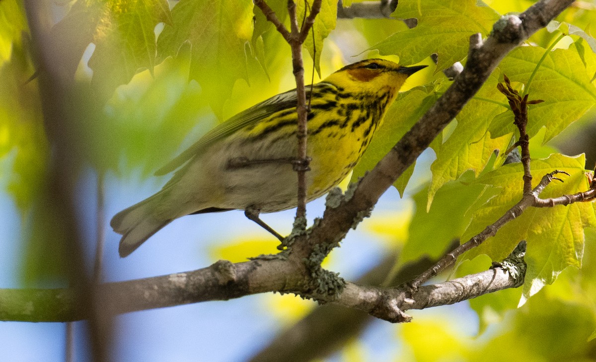 Cape May Warbler - ML619338916