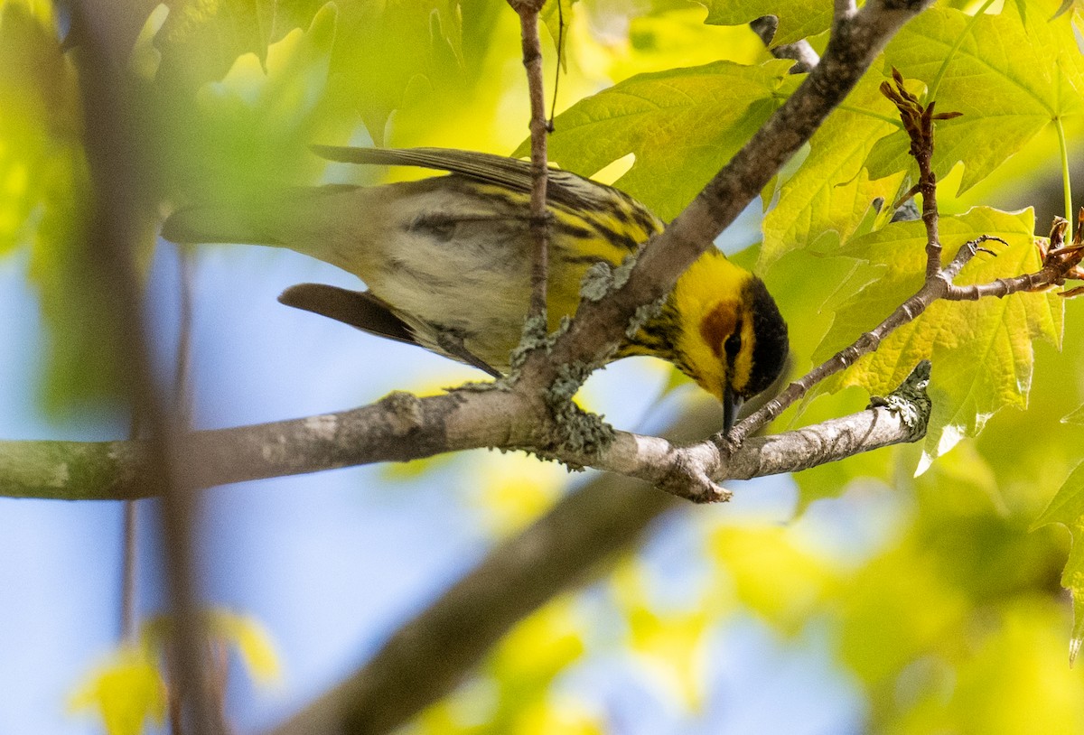 Cape May Warbler - ML619338917