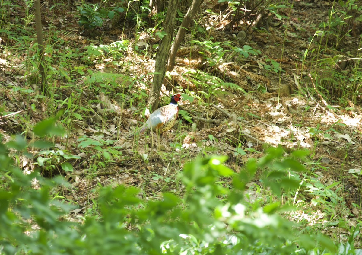Ring-necked Pheasant - ML619338930