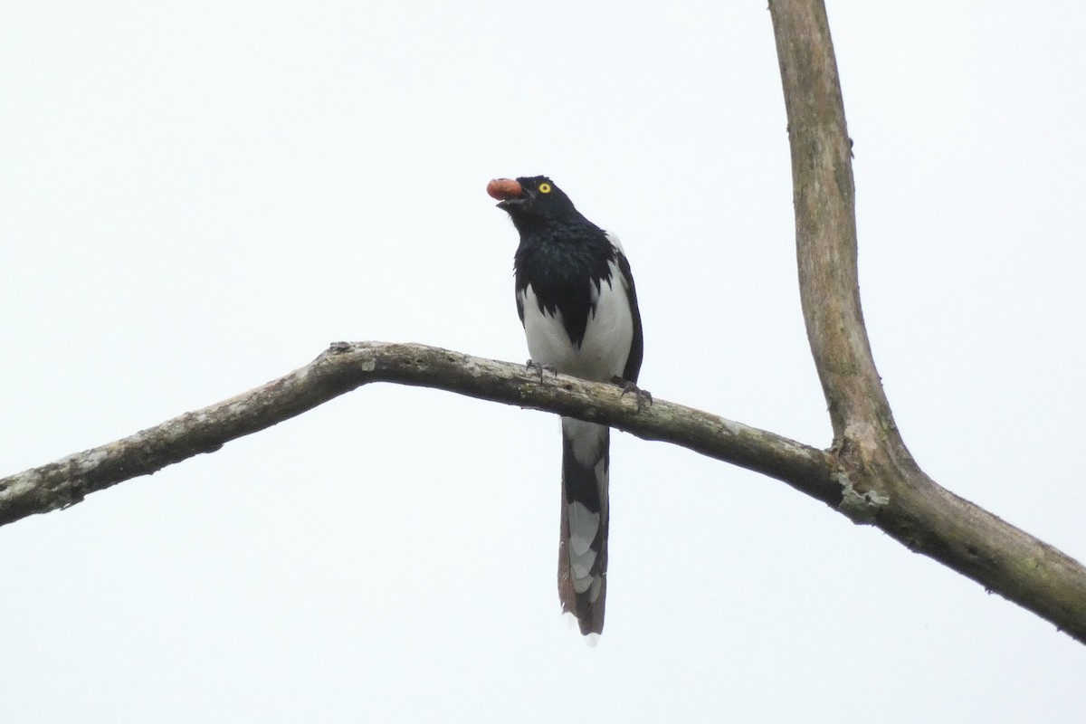 Magpie Tanager - ML619338973