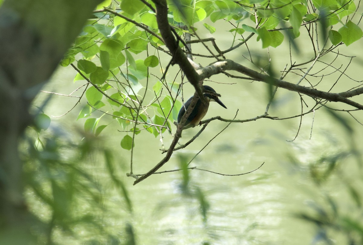 Common Kingfisher - ML619338987