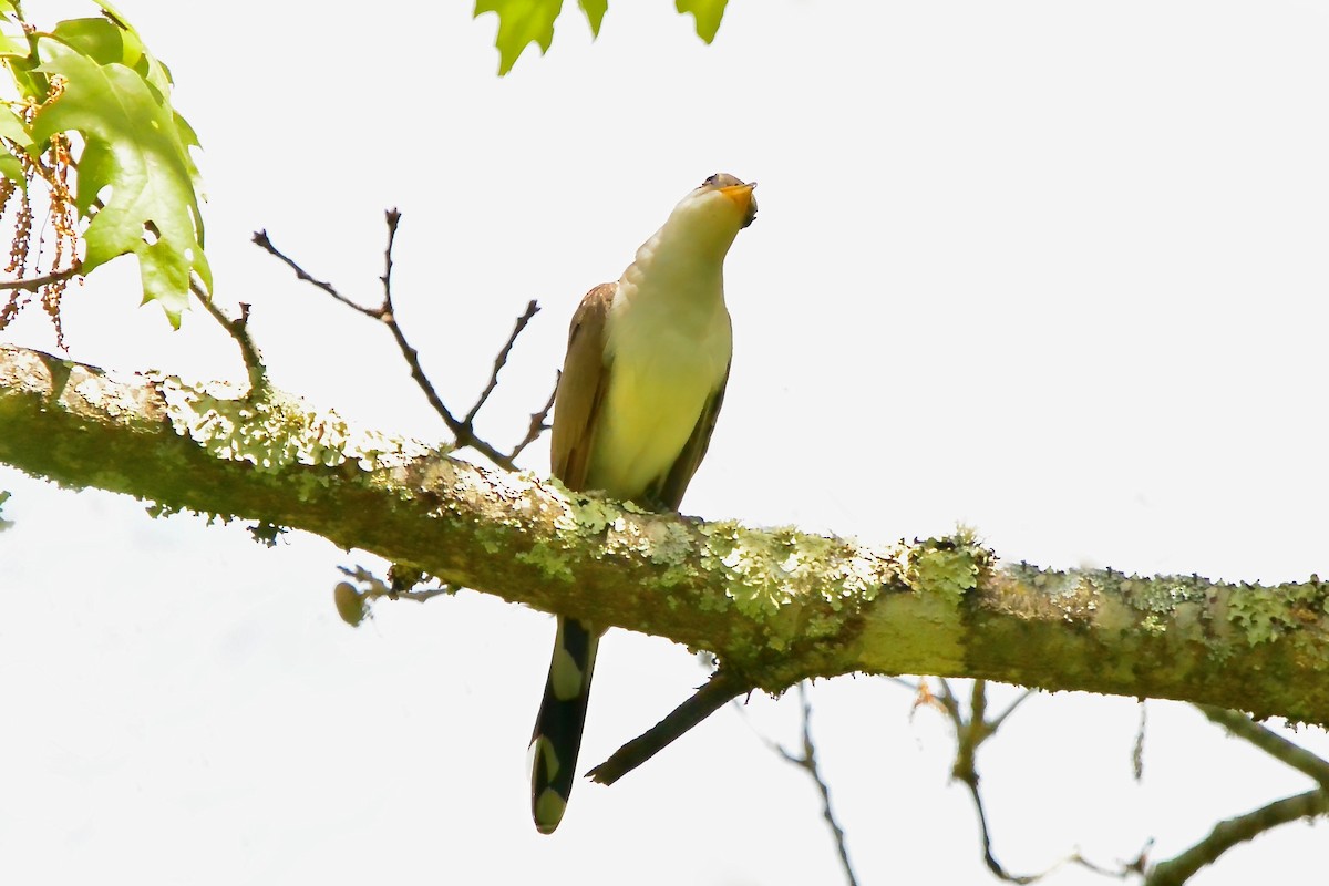 Yellow-billed Cuckoo - ML619339051