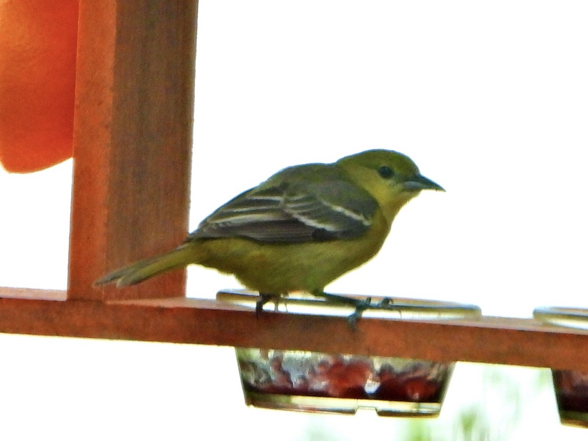 Orchard Oriole - ML619339070