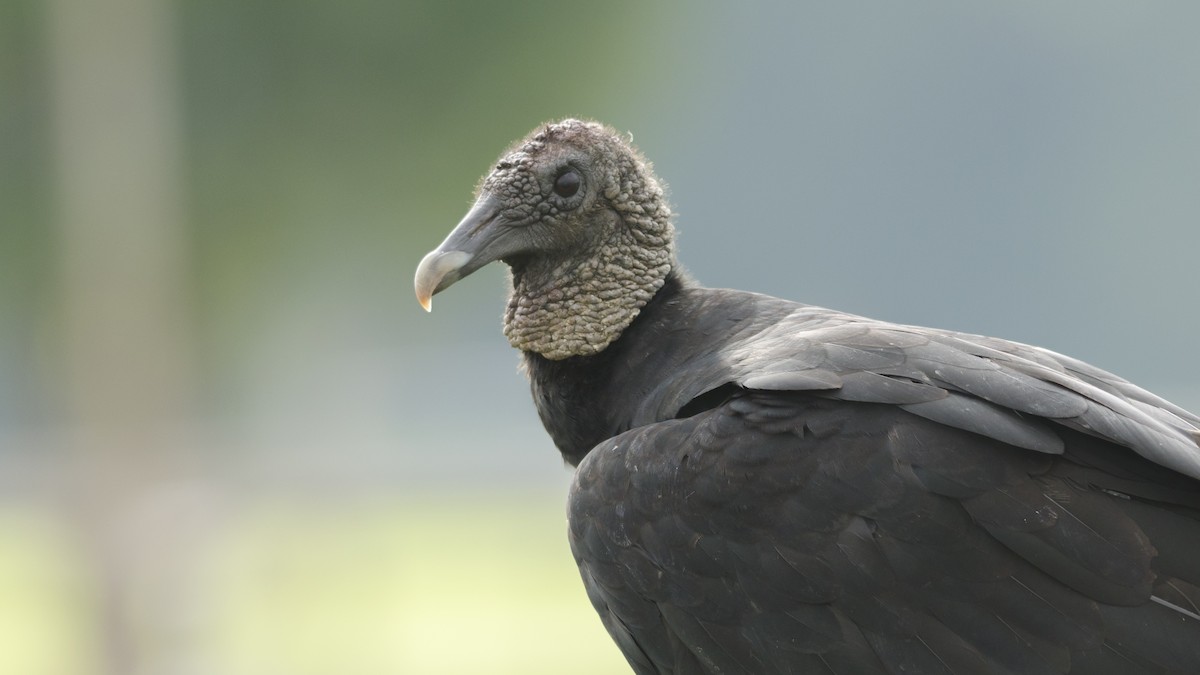 Black Vulture - ML61933911