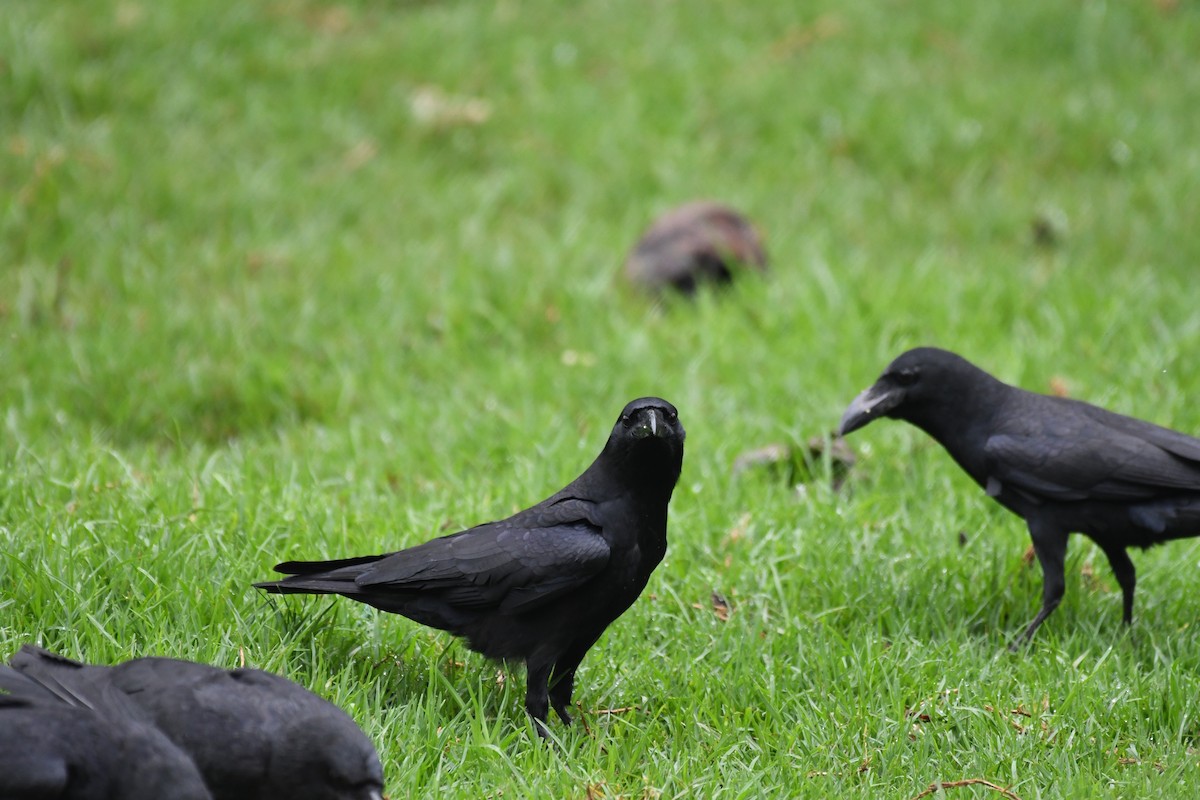Large-billed Crow - ML619339135
