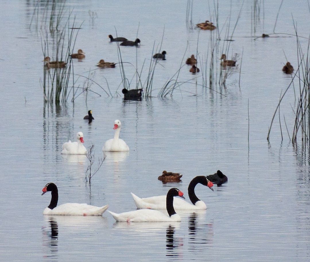Black-necked Swan - ML619339146