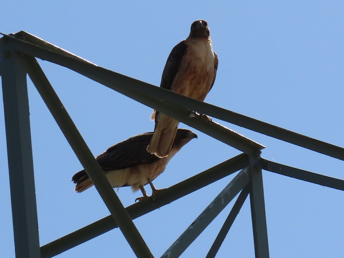 Red-tailed Hawk - ML619339161