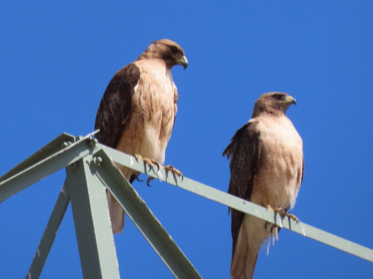 Red-tailed Hawk - ML619339163