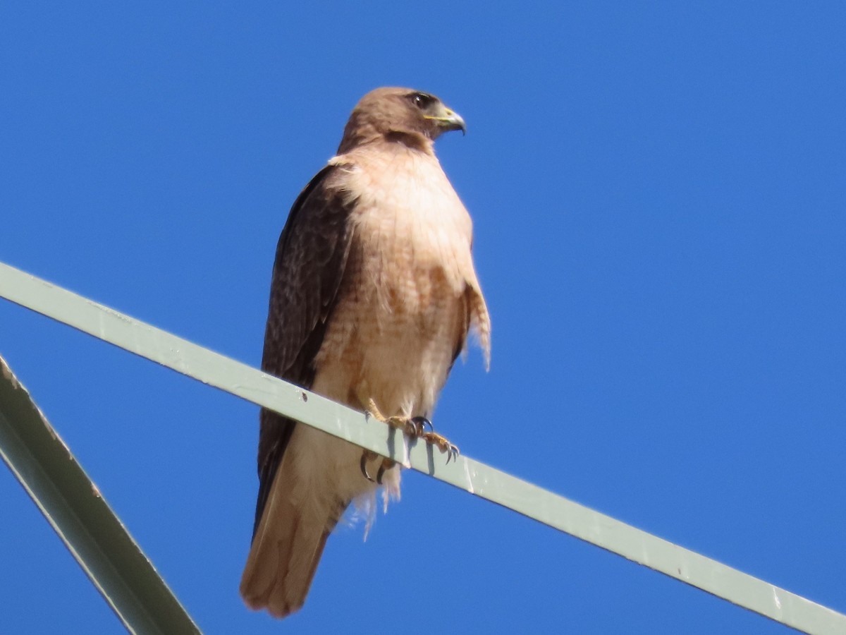 Red-tailed Hawk - ML619339164