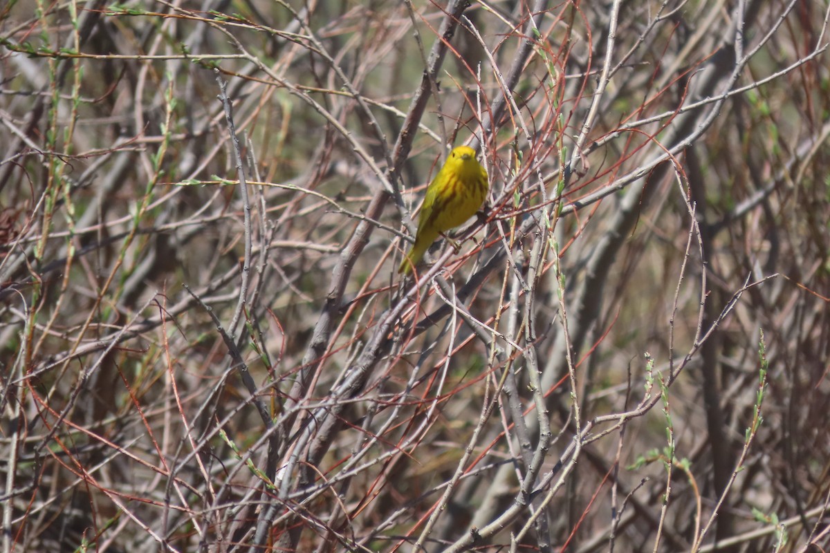 Yellow Warbler - ML619339181