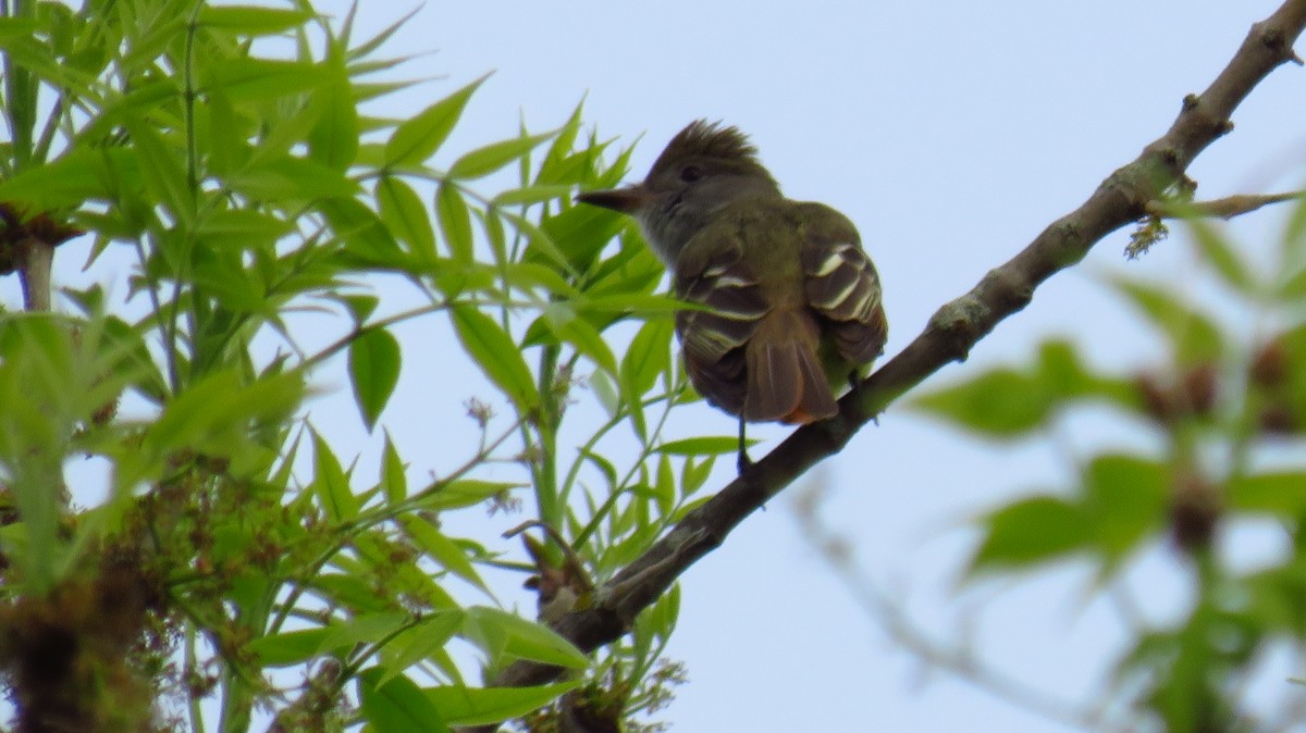Great Crested Flycatcher - ML619339186
