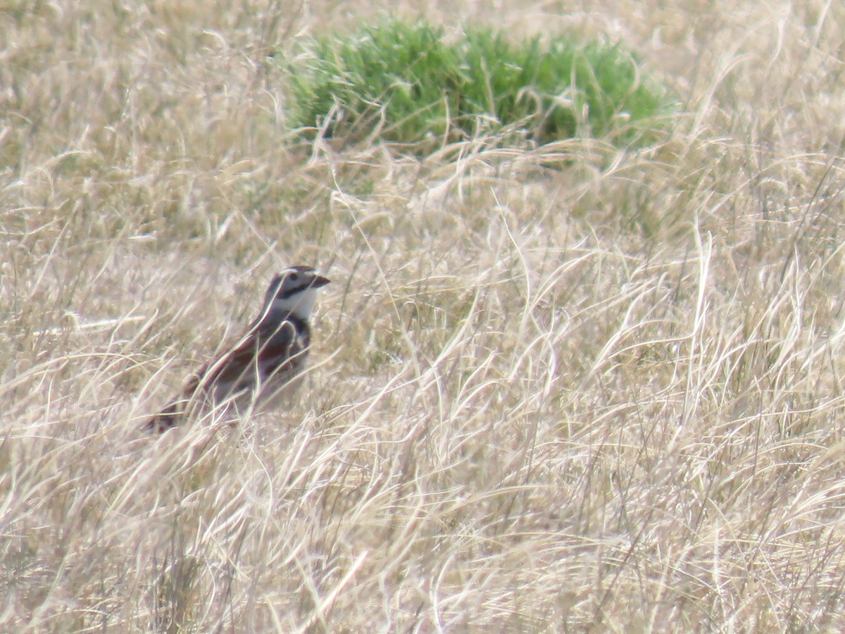 Thick-billed Longspur - ML619339202