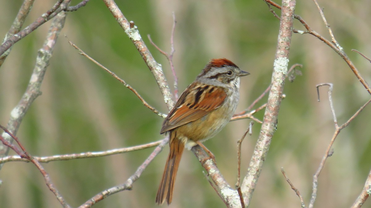 Swamp Sparrow - ML619339203