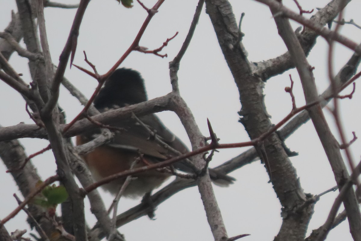 Spotted Towhee - ML619339213