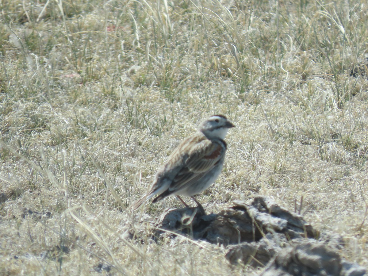 Thick-billed Longspur - ML619339219
