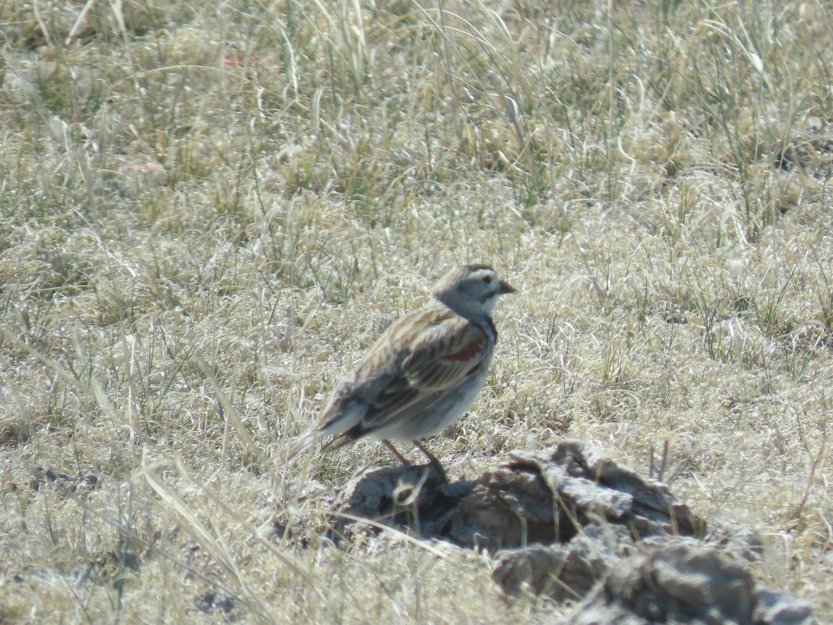 Thick-billed Longspur - ML619339223