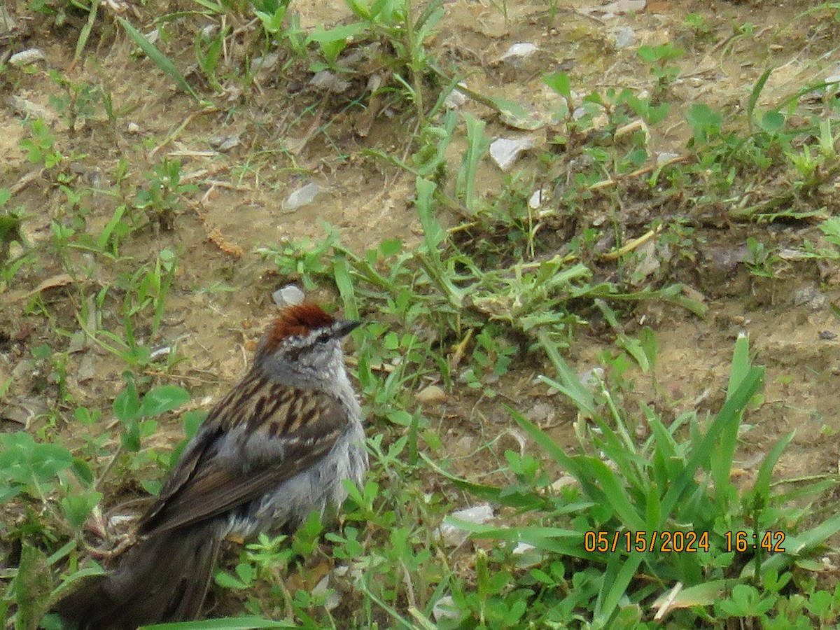 Chipping Sparrow - ML619339226