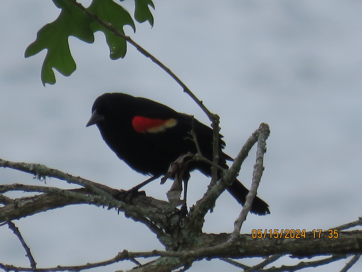 Red-winged Blackbird - ML619339251