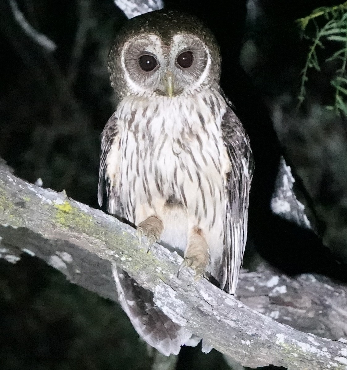 Mottled Owl - ML619339270