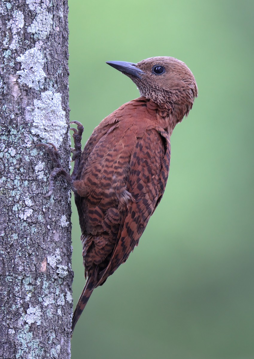 Rufous Woodpecker - ML619339285