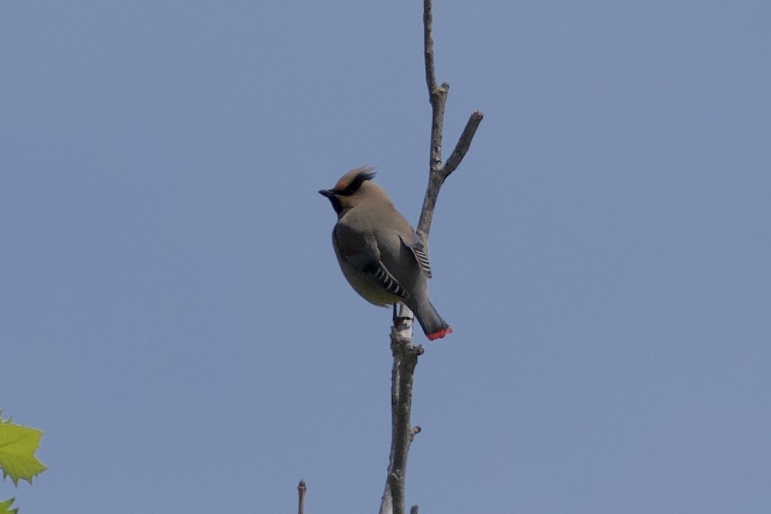 Japanese Waxwing - ML619339286