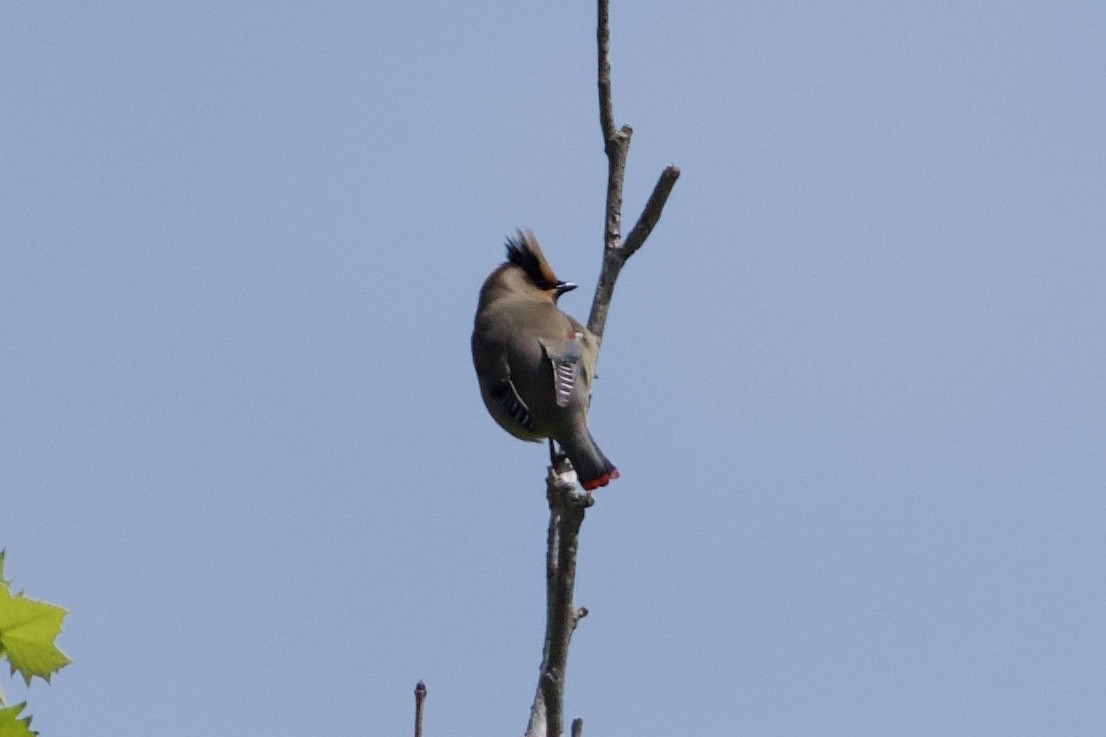 Japanese Waxwing - ML619339287