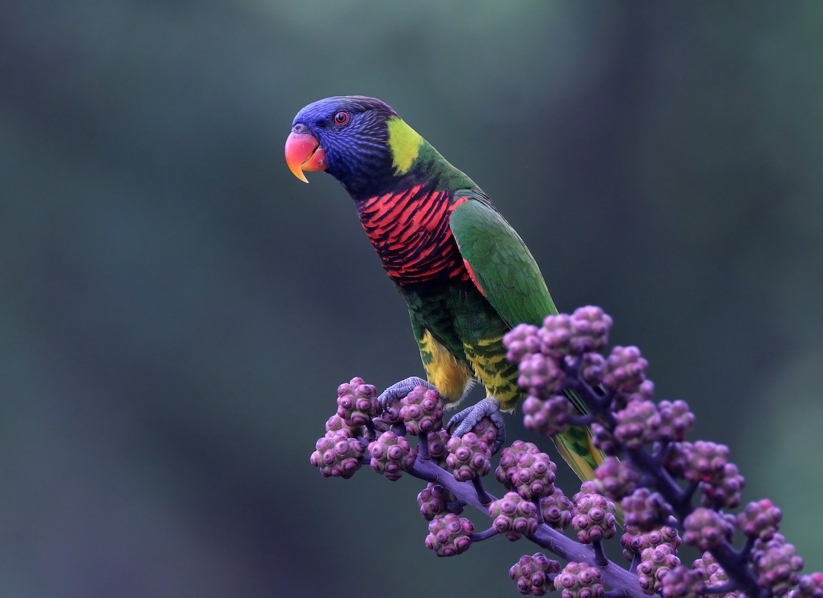 新幾內亞彩虹吸蜜鸚鵡 - ML619339288