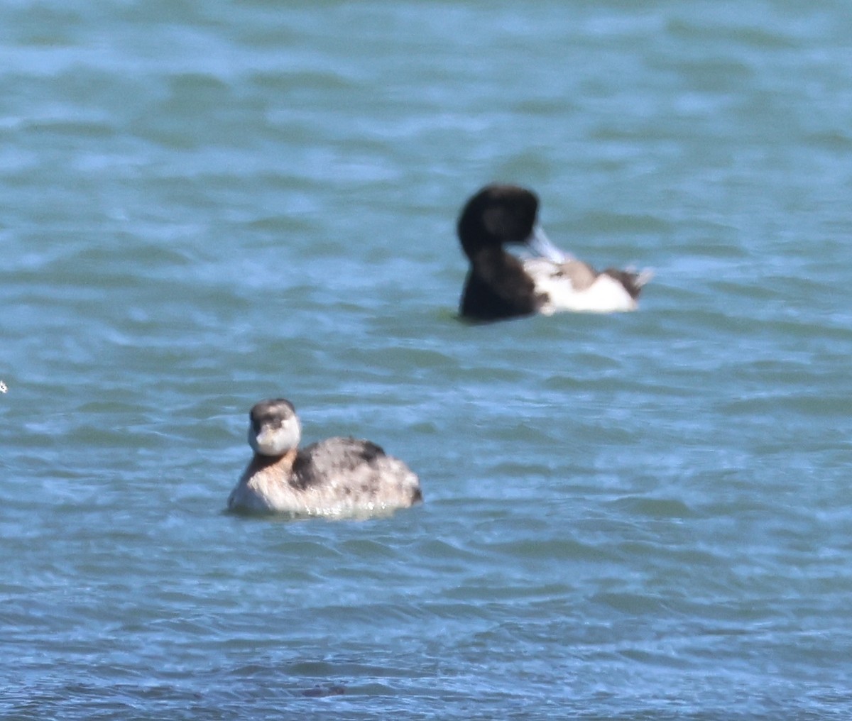 Red-necked Grebe - ML619339304