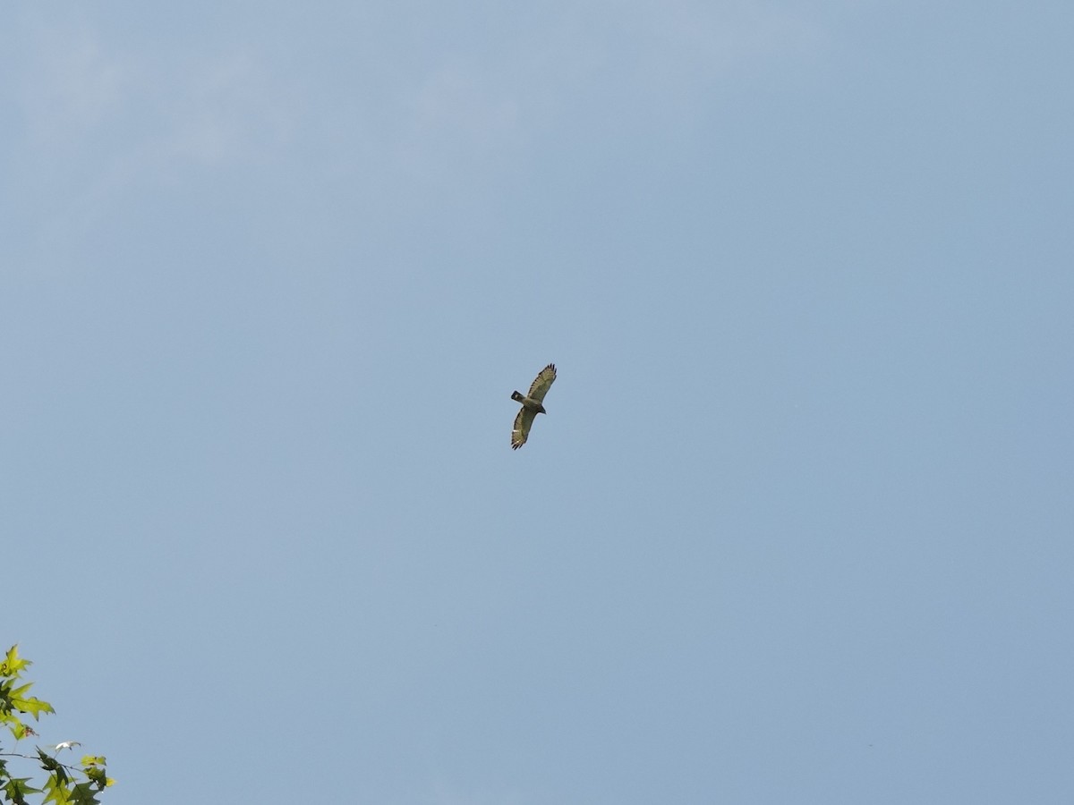 Broad-winged Hawk - ML619339325