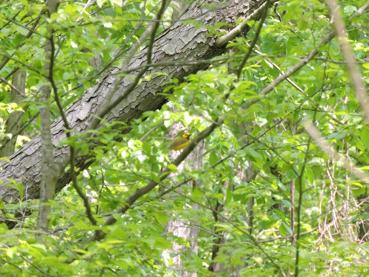 Hooded Warbler - ML619339329
