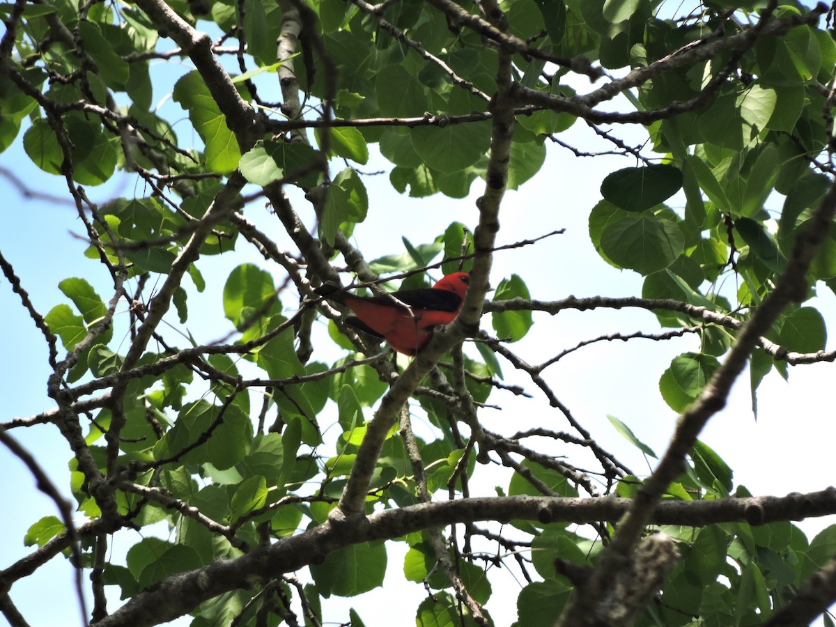 Scarlet Tanager - ML619339332